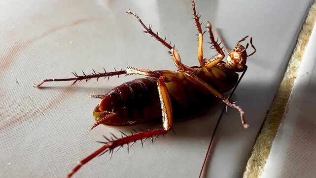 Several cockroaches lie overturned on the ground while another cockroach approaches and investigates, capturing natural insect behavior, pest infestation, movement, and interaction in a close-up view.