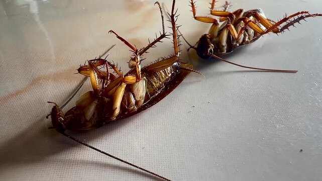 Several cockroaches lie overturned on the ground while another cockroach approaches and investigates, capturing natural insect behavior, pest infestation, movement, and interaction in a close-up view.