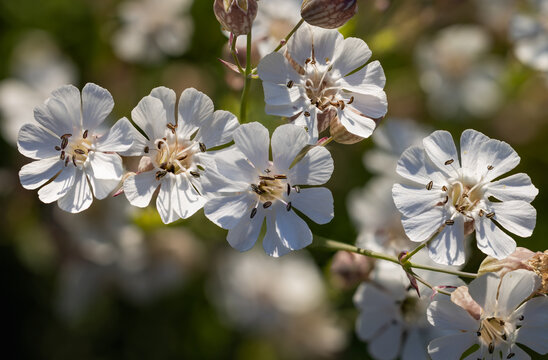 Sea campion floweering in summer with white flowers 