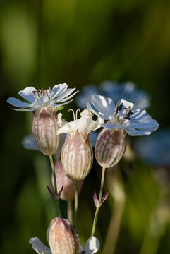 White Sea campions flowering in summer