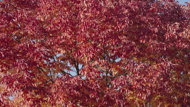 Autumn park scenery. Autumn leaves. Nature in fall season. Autumnal leaf. Seasonal leaves on tree. Natural autumn leaves. Autumn nature in the park. Fall season nature. Fall leaves of tree outdoor