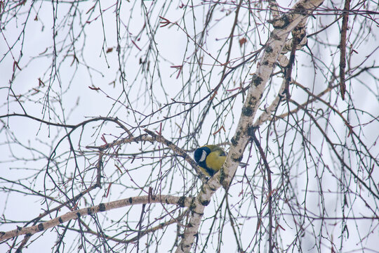 A great tit (Parus major) sits on a tree branch with buds in winter.