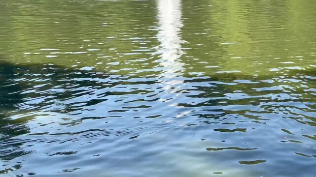Lago, pato salvaje, marea con onda de agua y oleaje verde con destello, reflejo y brillo