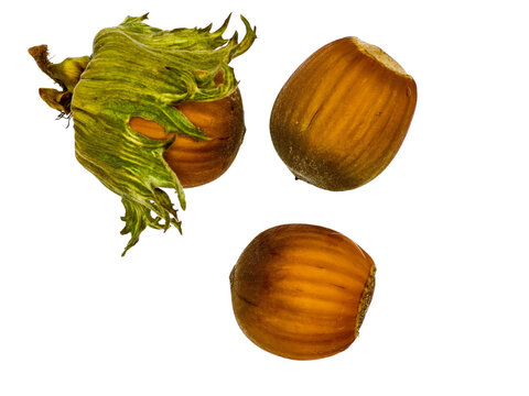 Three hazelnuts with one nut in fresh green leaf casing and two in brown shells isolated on clean background.