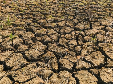 A field during the dry season; generally, when the dry season arrives, Indonesians plant secondary crops such as mung beans or soybeans.