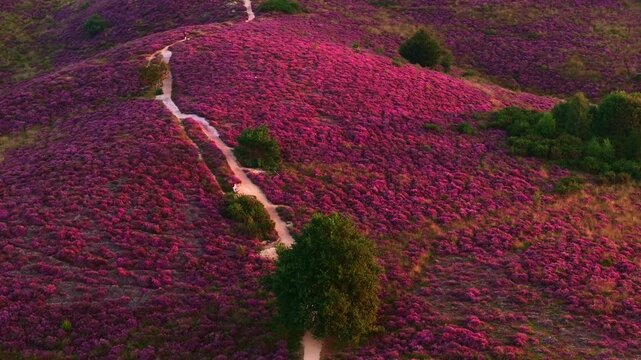 Heather in Bloom, Posbank National park Veluwe, Purple Pink Blooming heater in Posbank Rheden, Netherlands. Aerial Shot.