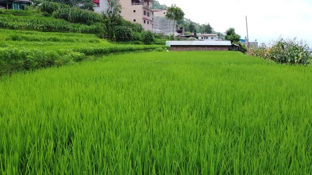 Close-up view of vibrant green rice paddies growing on stepped agricultural terraces below rural houses in Nepal.