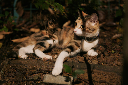 A tricolor calico cat with tabby markings and a collar lies on bare earth outdoors, head turned to the side with white paws extended.