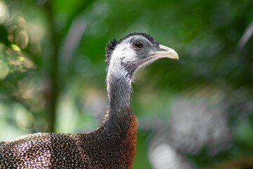 Obraz premium Great argus pheasant head and neck close up portrait with blue grey bare head and blurred green background in Taipei, Taiwan