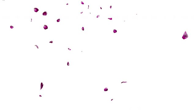 4K 3D animation of pink flower petals falling isolated on solid white background, horizontal 16:9 romantic for Valentine's Day, wedding, spring sale, and commercial backdrop