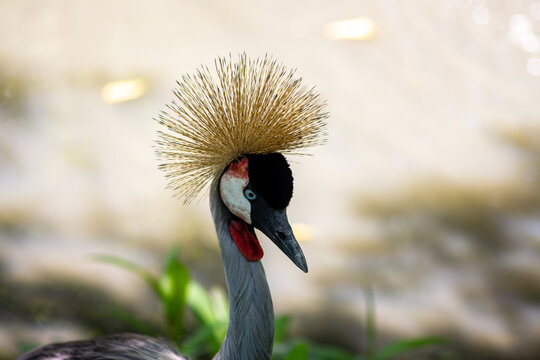 Grey crowned crane with golden feather crown and red throat wattle close up in Taipei, Taiwan