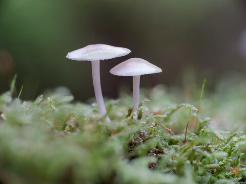 Pilz, Wald, Moos, Baumstumpf, Makro, Herbst
