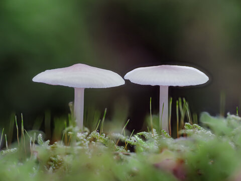 Pilz, Wald, Moos, Baumstumpf, Makro, Herbst
