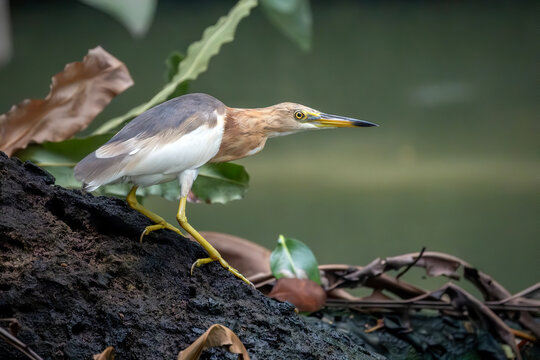 Javan Pond Heron