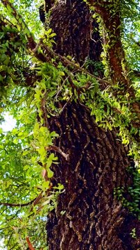 Close-up of massive tropical tree trunk covered with vines and epiphytes
