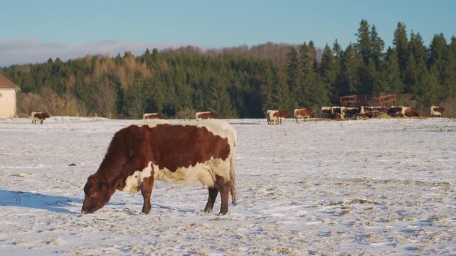 Cow grazing in winter, only few grass visible over snow, animal has thick wool in cold weather, sun shines to more livestock near forest at background
