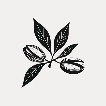 Pistachio Branch With Open Shelled Nuts And Leaves, Hand Drawn Botanical Silhouette In Black And White Linocut Engraving Style, Organic Food Ingredient, Monochrome Vector Illustration