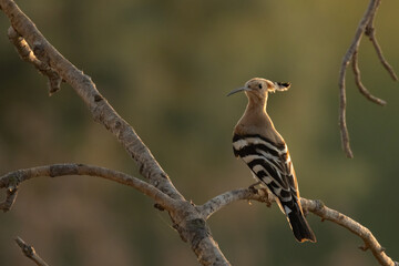 Eurasian Hoopoe (Upupa epops) Perched on Tree Branch in Warm Evening Light © world_by_savvas