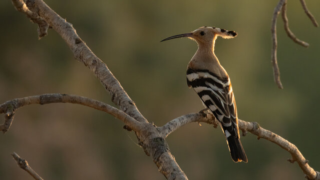 Eurasian Hoopoe (Upupa epops) on Branch with Distinctive Long Bill and Crest
