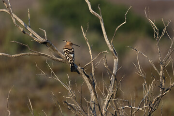 Eurasian Hoopoe (Upupa epops) Perched Among Bare Branches in Natural Habitat © world_by_savvas