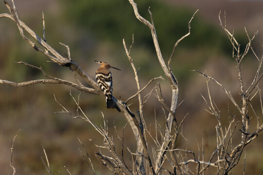 Eurasian Hoopoe (Upupa epops) Perched Among Bare Branches in Natural Habitat
