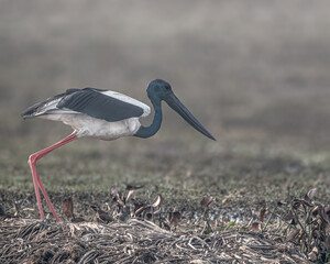 Fototapeta premium A Black necked Stork