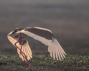 Fototapeta premium A Black necked Stork