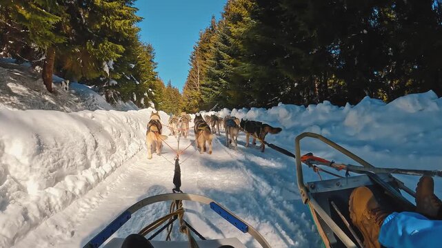 Riding a dog sled in winter on snow covered forest road, first person view