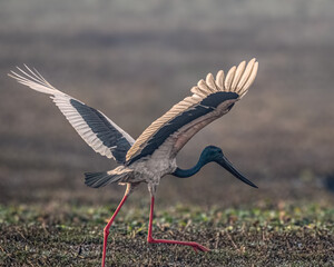 Fototapeta premium A Black necked Stork
