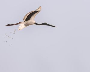 Fototapeta premium A Black necked Stork