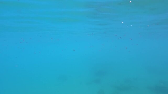 Snorkelling underwater video, school of small fish swimming by, 2x slow motion video
