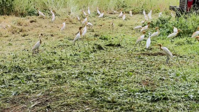 Flock of Cattle Egrets Foraging in a Green Agricultural Field