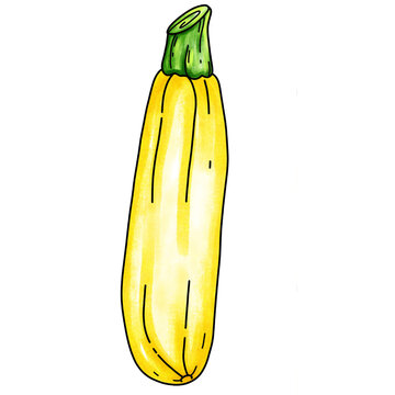 Zucchini Plant Life Cycle Hand Drawn Illustration Collection