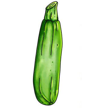 Zucchini Plant Life Cycle Hand Drawn Illustration Collection