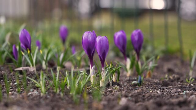 Early spring garden flowers: white Snowdrops, yellow and violet Crocuses and blue Scilla siberica blooming outside