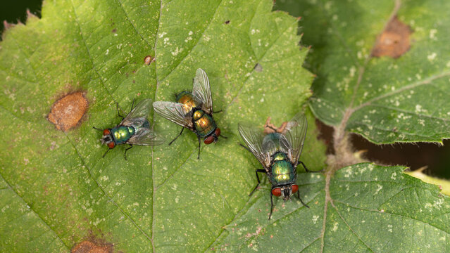 Bio Diversity - Lucilia sp. - Metallic green bottle flies on leaf