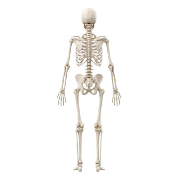 Human Skeleton Anatomy Posterior View Isolated Transparent Background