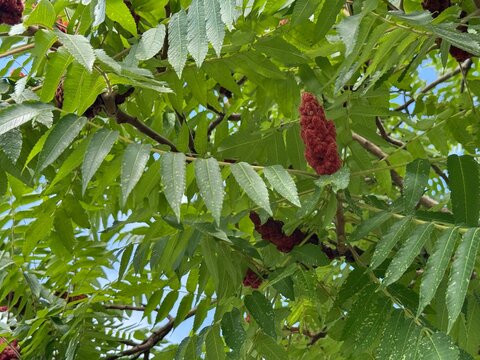 Close-up of Staghorn Sumac branches (Rhus typhina) with green compound leaves and dense dark red cone-shaped fruit clusters under a bright blue sky on a sunny day in early autumn.