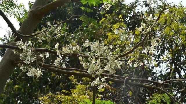Moringa flowers, which are highly nutritious, edible, and culturally significant, Here, Moringa flowers&mdash;freshly plucked from the tree&mdash;are being cooked in a wok. Rich in antioxidants, quercetin. health