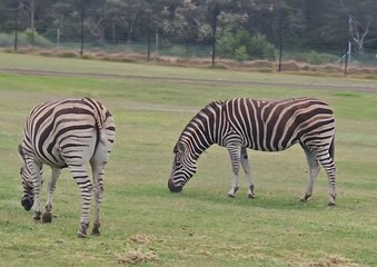 zebra eating grass © Andy