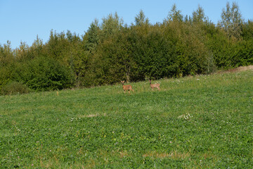 Two roe deer in a forest glade among grass and bushes. Wide distant shot of wildlife in a natural habitat under a visible sky during daylight. © Edita