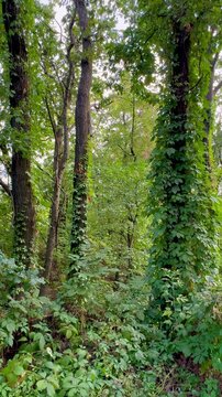 footpath in the woods