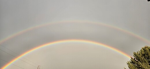 Obraz premium rainbow in the rain arched over a Siluated tree after a Colorado morning storm