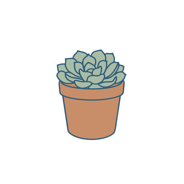 Succulent plant in a pot illustration