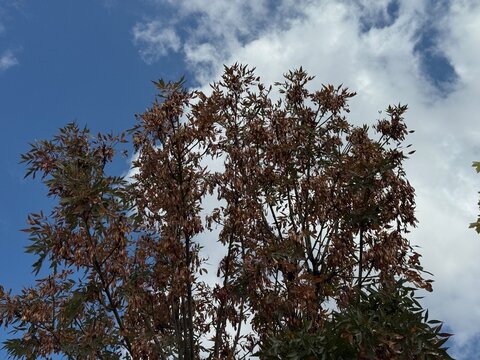 A low angle view of Narrow-leaved Ash tree branches (Fraxinus angustifolia) with dry brown winged seed clusters and compound leaves against a partly cloudy blue sky on a bright day.