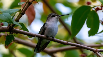 Obraz premium A small hummingbird perches calmly on a tree branch surrounded by green leaves and soft natural light