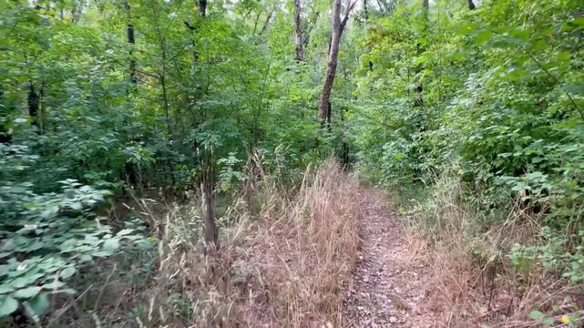 path in the forest