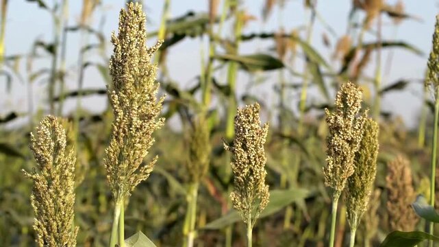 Close up of ripe sorghum grain stalks growing in an agricultural field before harvest.