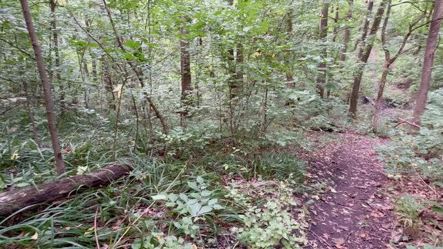 forest in autumn