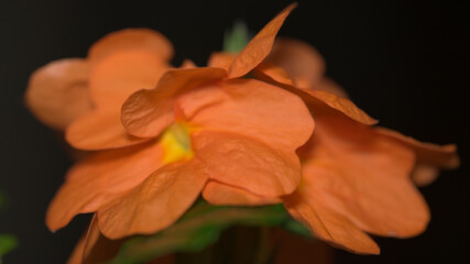 Fototapeta premium Close-up macro view of orange Crossandra flowers with delicate petal texture and shallow depth of field against a dark background.